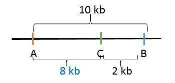 Asection of a genome is cut with three enzymes:  a, b, and c. cutting with a and b yields a 10-kb fr