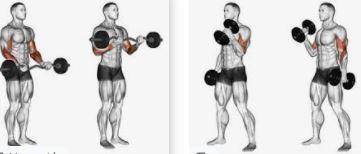 Which of the following is an example of proper movement for a biceps curl?   a. rotate the arm at th