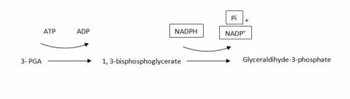 During reduction, 3-pga reacts with atp and nadph. what does atp contribute to the reaction?  carbon