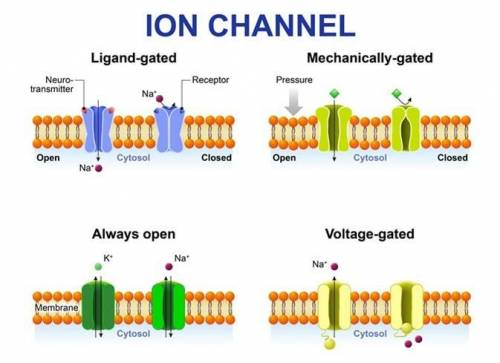 Nervous system:  ion channels 1. what structures in the cell membrane function as ion channels?  2.