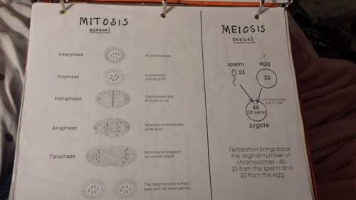 At what phase of meiosis is the number of chromosomes per cell doubled?  (think carefully about this