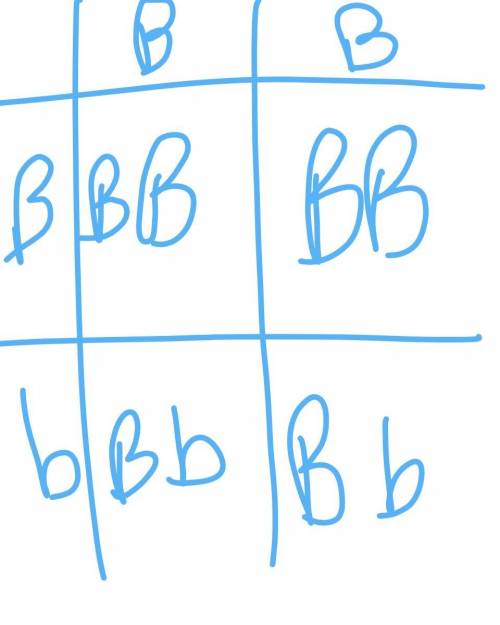 If the genotype of a punnet square are bb,bb,bb,and bb with the dominant trait representing brown ey