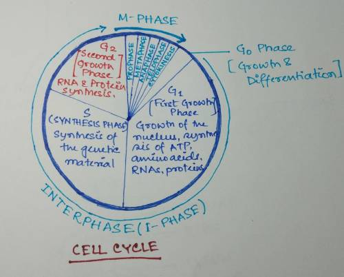 This is the period of cell life during interphase between the synthesis of new genetic material and