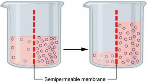Asemipermeable membrane is placed between the following solutions. which solution will decrease in v