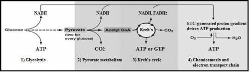 Explain the “chemiosmotic model of atp production”.