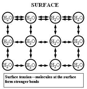 Describing the effects of surfactarthe forces between water molecules are strongerthan the forces be