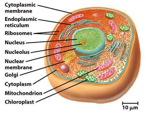 Compare and contrast the structure of viruses and eukaryotic cells. (provide at least 1 structure th