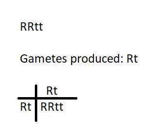 Will mark brainliest!  what genetic combination does rrtt produce in this punnett square?  how many