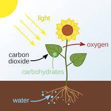 Based on a variety of experiments, it is known that the rate of photosynthesis is highest when wavel