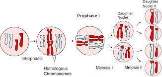 Meiosis ensures the transmission of traits from one generation to the next. at the same time, it is
