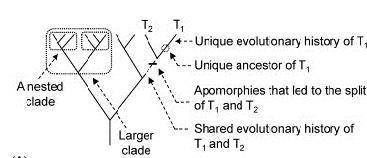 Discuss the usefulness of topology and branch length when reading phylogenetic trees. given a tree,