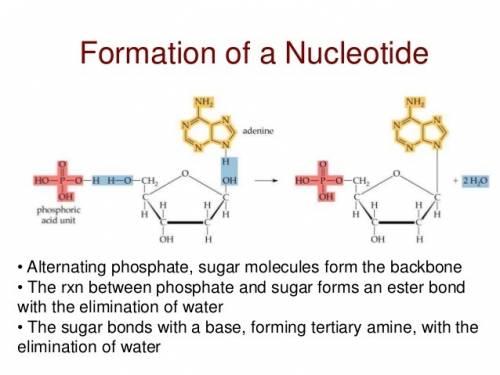 What combines with sugar and a phosphate group to form a nucleotide?