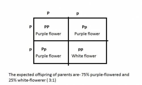 The punnett square above shows a cross between two sweet pea plants in mendel's greenhouse. both par