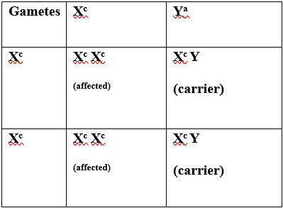 The pedigree on the right shows the inheritance pattern for an x-linked recessive disorder. if the f