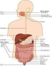 Which of the following statements about the digestive system is false?   a. the stomach is separated