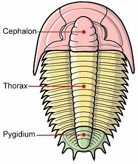 2. what are trilobites and what geologic era are they from?  what does a trilobite look like (includ