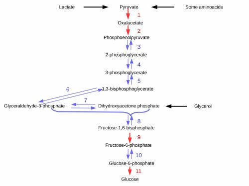 Glycolysis and gluconeogenesis share multiple enzymes. this is possible because the reactions cataly