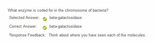 What enzyme is coded for in the chromosome of bacteria galactose glucose beta-galactosidase lactose