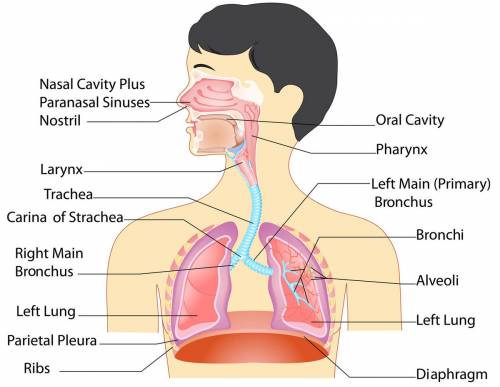 What are the main parts and functions of the respiratory system?