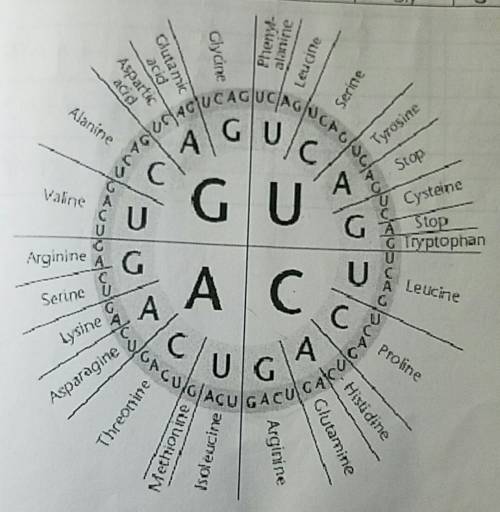 Which one of the chains of amino acids corresponds to the nucleotide sequence aauggcuac?   a) aspara