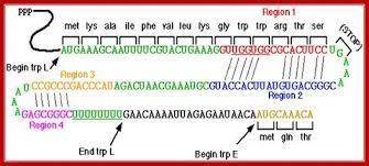 If the ugg codons in region 1 of trpl were changed to agg codons, what effect would this have on exp
