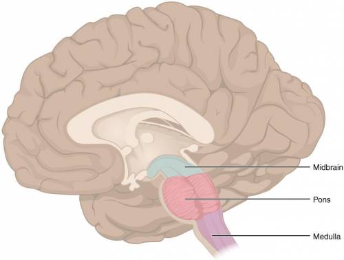 The brain stem consists of the  the brain stem consists of the  cerebrum, pons, midbrain, and medull