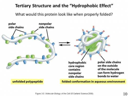 Amino acids with hydrophobic r groups are most often found buried in the interior of folded proteins