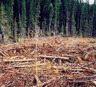 Cutting down forests changes the populations of more than trees. imagine the organisms that lived in