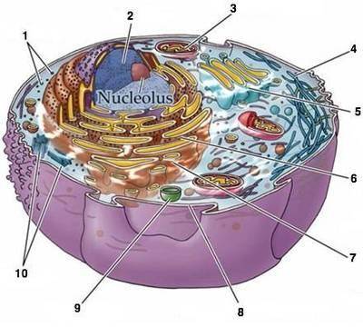 The building of proteins, or translation, occurs on which number-labeled organelle?