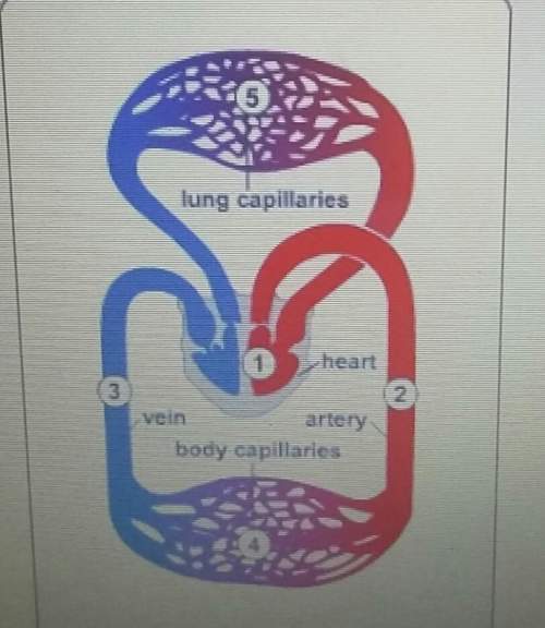 Study the diagram below in which order does oxygen flow though the human circulatory system?