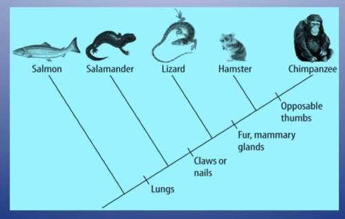 Study the cladogram. which two organisms would be the least related? a) hamster and salmon b) li
