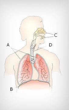 Where are the lungs in the respiratory system?
