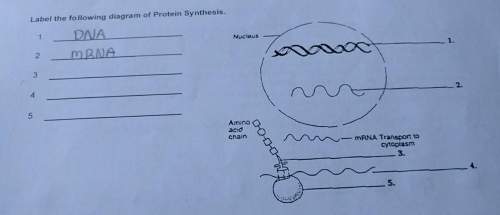 Label the following diagram of protien synthesis. i need 3,4,5. i'm really stuck on this