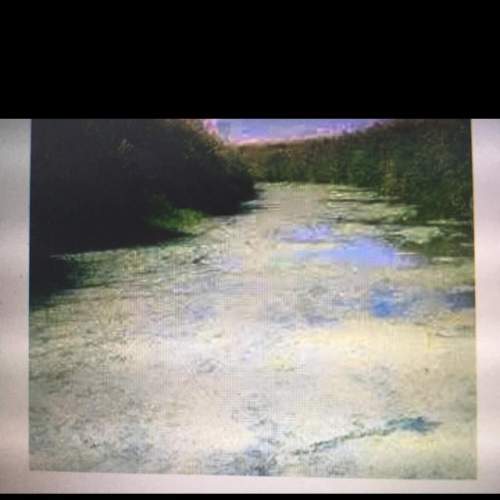Aproblem caused by the overuse of fertilizer that results in algal blooms like this is known as a)
