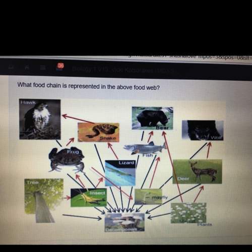 What food chain is represented in the above food web? a- plants&gt; grass hopper&gt; deer &gt;