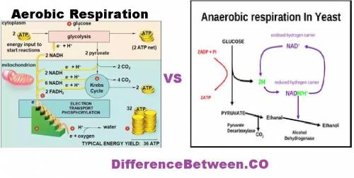 Describe two scenarios where where respiration can occur
