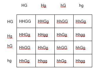 What is the phenotype ratio of hhgg hhgg