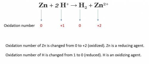 Which of the following statements describes what happens to a molecule that functions as the reducin