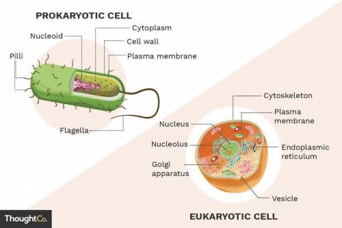 What is the difference between prokaryotes and eukaryote cells?