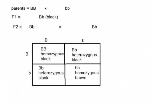 In mice, the allele for black fur is dominant to the allele for brown fur. a male homozygous black m
