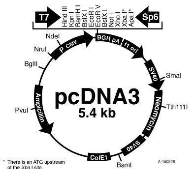 To clone the entire coding region of p53 into the plasmid, which restriction enzyme(s) could you use