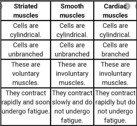 How does smooth muscle appear different at the cellular level than skeletal and cardiac muscle