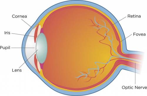 Write a 200 word report on the parts of the eye and how the eye works.