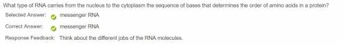 What type of rna carries from the nucleus to the cytoplasm the sequence of bases that determines the