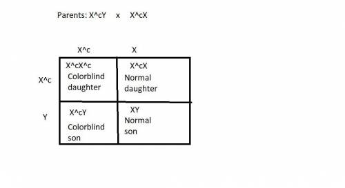 Red-green color blindness is inherited as an x-linked recessive (xc). if a color-blind man marries a