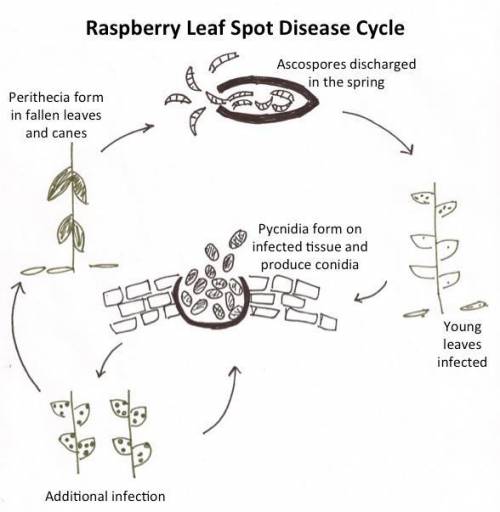 The type of disease cycle in which a pathogen is able to repeatedly spread from plant to plant durin