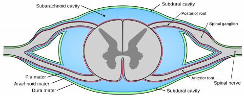 The dorsal root ganglia mainly contain  a) axons of motor neurons.  b) axons of sensory neurons.  c)