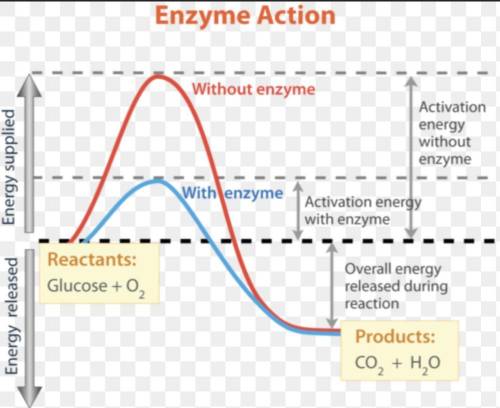 Which area of the graph shows the activation energy required if an enzyme was not present