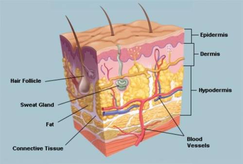 The skin is composed of three layers:  epidermis, dermis, and hypodermis. how do the layers of the s