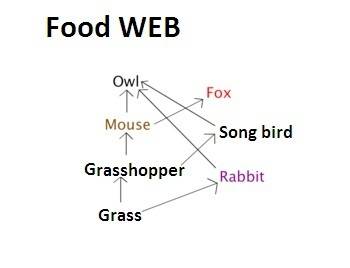 Which of the following apply to food webs?  select all that apply. food webs are a group of connecte